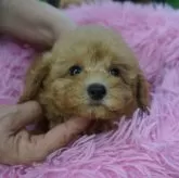 タイニープードル