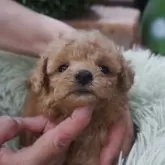 タイニープードル
