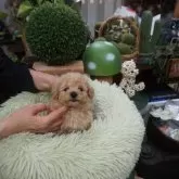 タイニープードル【京都府・男の子・2025年5月3日・アプリコット】の写真5