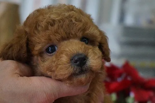 ID：1401-00976の子犬