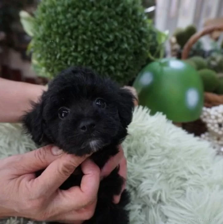 くうアンドりん 様のお迎えした子犬