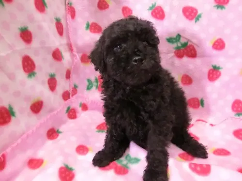 ID：1203-00036の子犬