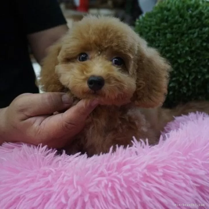 kmama 様のお迎えした子犬