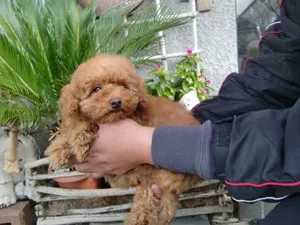 佐々木 様のお迎えした子犬