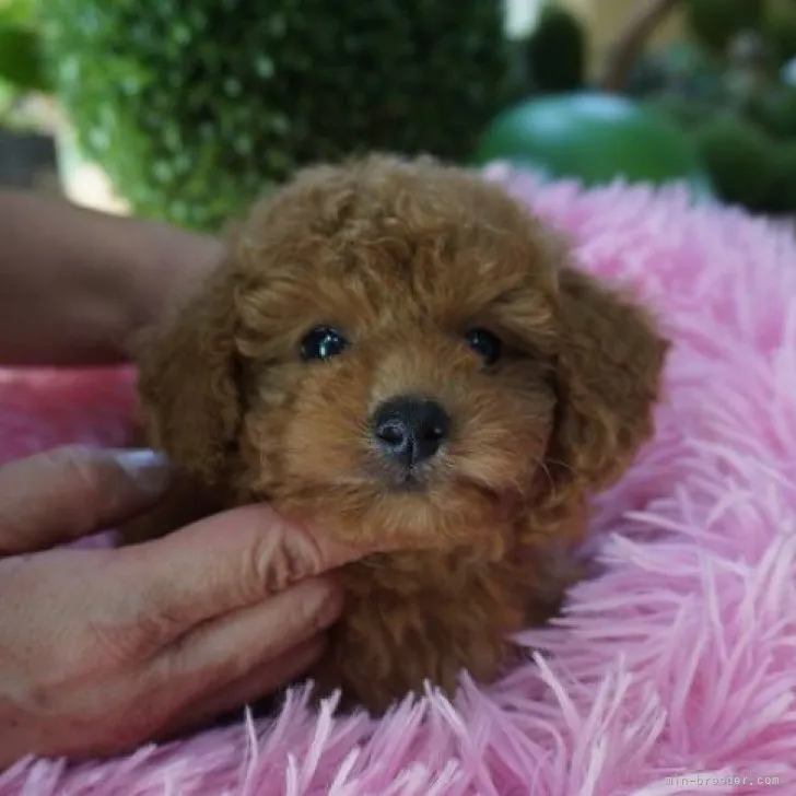 ID：2310-02712の子犬