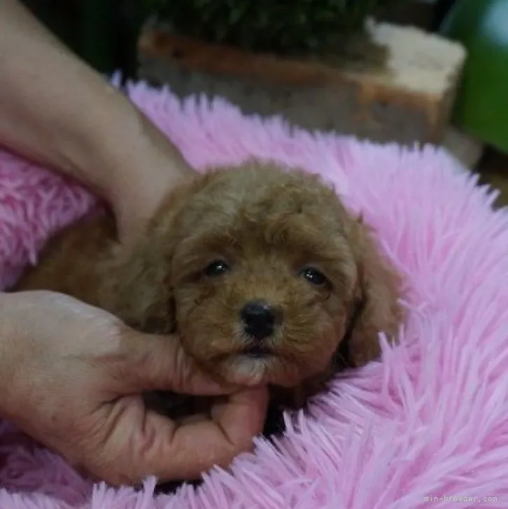 でみ 様のお迎えした子犬