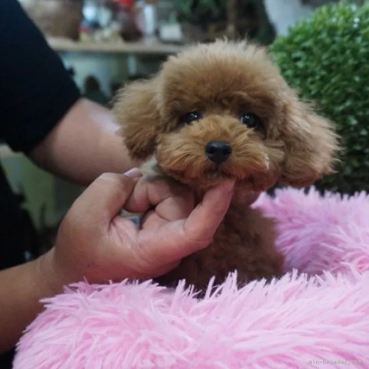 ID：2308-06312の子犬