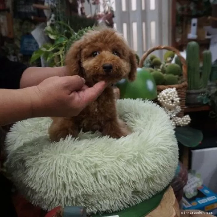 ID：2401-07212の子犬