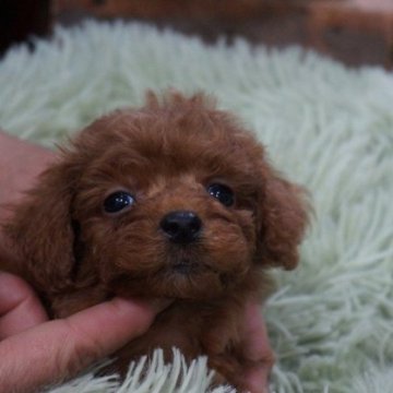 トイプードル(タイニー)【京都府・男の子・2023年12月20日・レッド】の写真「プードルレッド可愛い男の子」