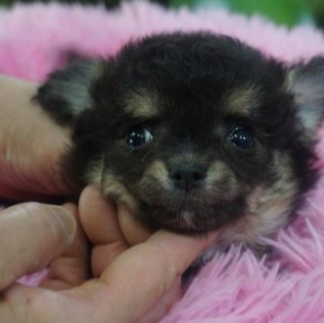 ミックス(チワワxプードル)【京都府・女の子・2023年5月7日・ブラックタン】の写真「可愛いチワプーブラックタンの女の子」