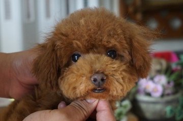 トイプードル(トイ)【京都府・女の子・2013年10月20日・レッド★ティーカップサイズ★】の写真「ティーカップサイズ確定の女の子」