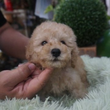 チワプー(チワワ×トイプードル)【京都府・男の子・2024年4月11日・アプリコット】の写真「可愛いチワプーアプリコットの男の子」