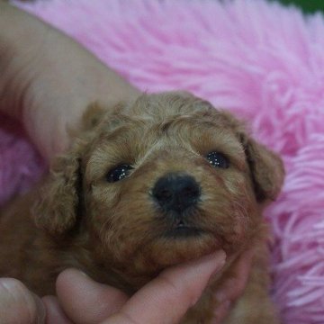 トイプードル(タイニー)【京都府・女の子・2023年7月2日・レッド】の写真「タイニーサイズサイズ予想の可愛い女の子」