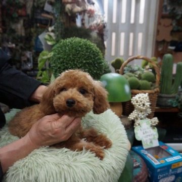 トイプードル(タイニー)【京都府・男の子・2023年8月20日・レッド】の写真「プードル可愛い男の子」