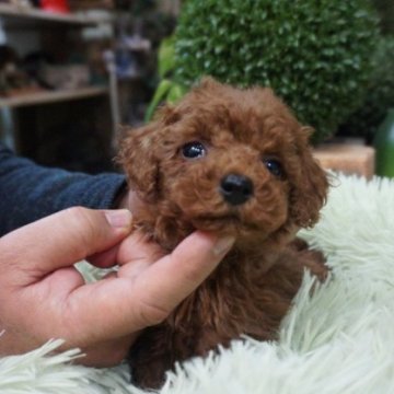 トイプードル(タイニー)【京都府・男の子・2023年12月20日・レッド】の写真「プードル濃いレッド可愛い男の子」