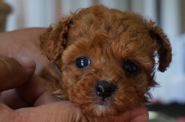 トイプードル(ティーカップ)【京都府・女の子・2013年3月30日・レッド】の写真「ティカップサイズ予想の可愛い女の子」