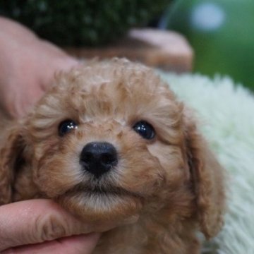 トイプードル(タイニー)【京都府・男の子・2023年12月13日・アプリコット】の写真「プードルアプリコット可愛い男の子」