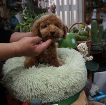 トイプードル(タイニー)【京都府・男の子・2023年12月20日・レッド】の写真「プードルレッド可愛い男の子」