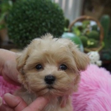 ミックス(マルチーズxプードル)【京都府・女の子・2023年7月17日・アプリコット】の写真「可愛いマルプー女の子」