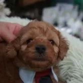 タイニープードル【京都府・男の子・2024年6月19日・レッド】の写真1