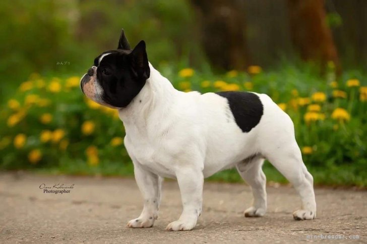 フレンチブルドッグ【・男の子・2020年10月1日・WHITE&amp;BINDLE】「AVIGDORS BONDO」