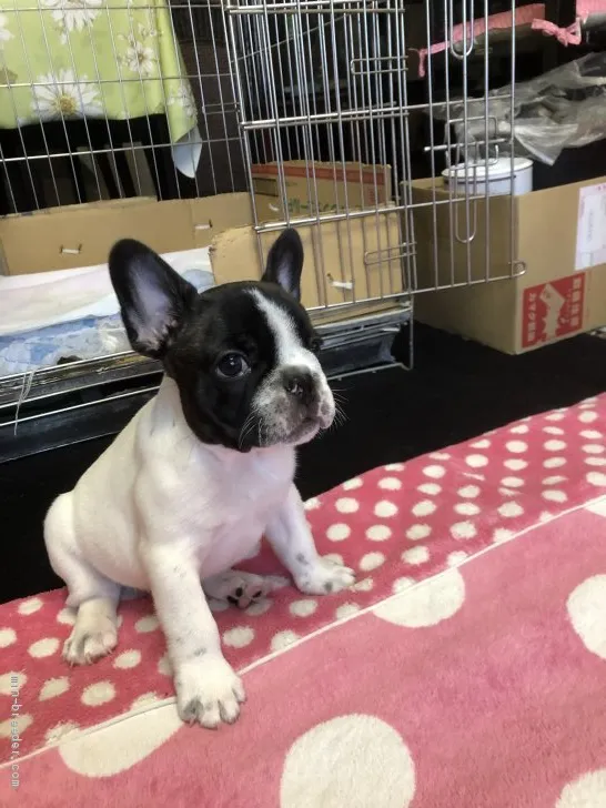 ID：1907-02070の子犬