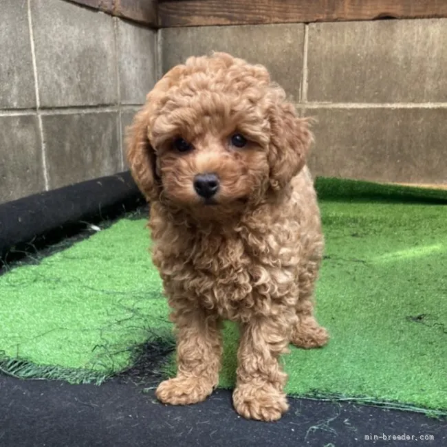 ID:2107-02123の子犬