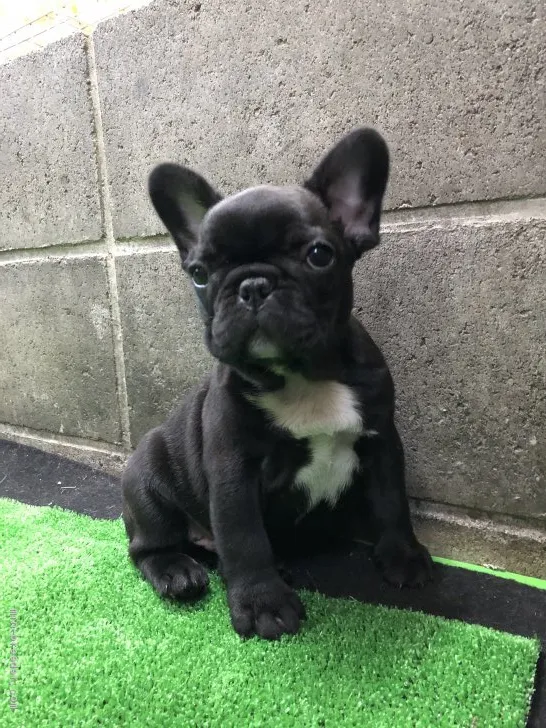 ID:2003-02964の子犬