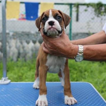 ボクサー【三重県・男の子・2022年5月20日・フォーン】の写真「陽気な性格でフレンドリーな男の子です♪」