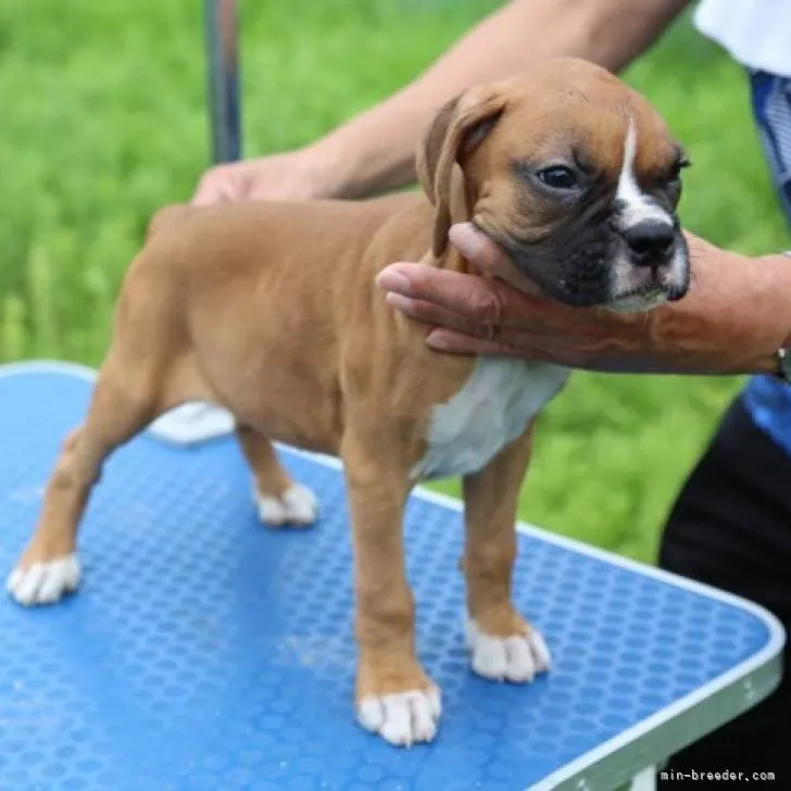 ID：2207-03850の子犬