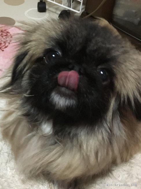 ペキニーズ