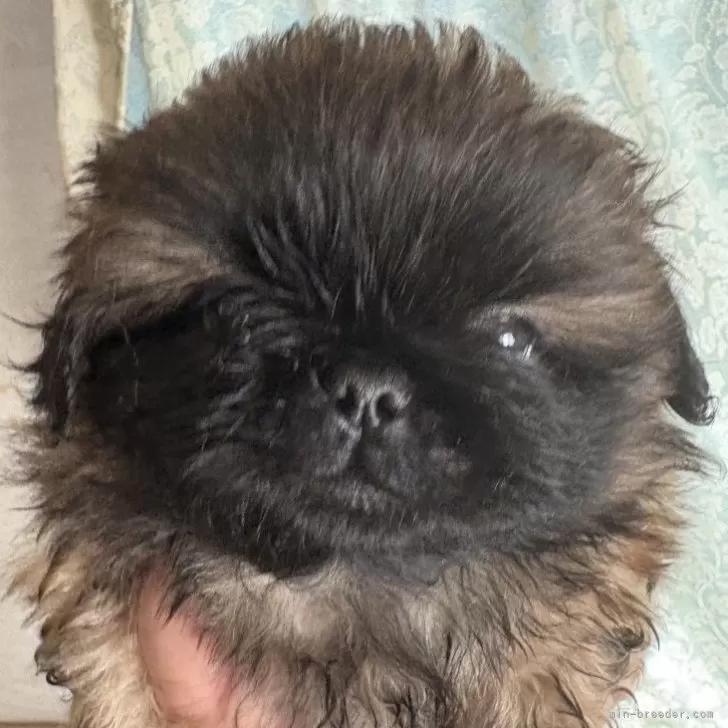 Y.H 様のお迎えした子犬