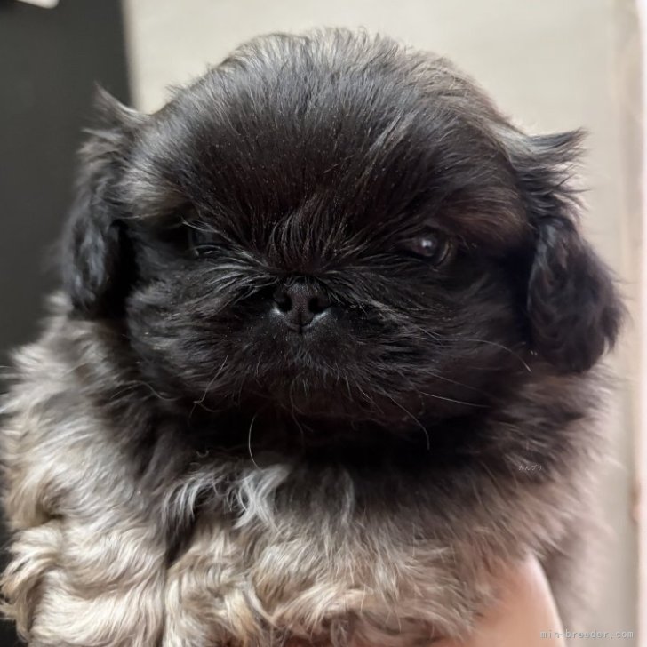 ブリーダー画像