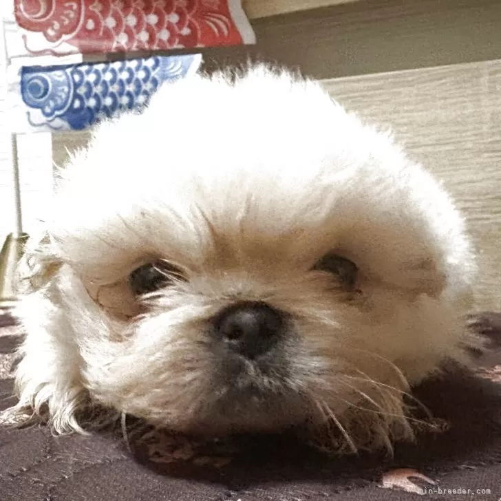 ID：2504-07515の子犬
