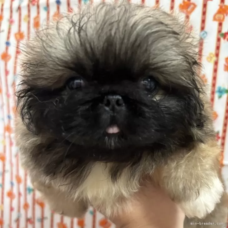 ID:2507-08907の子犬