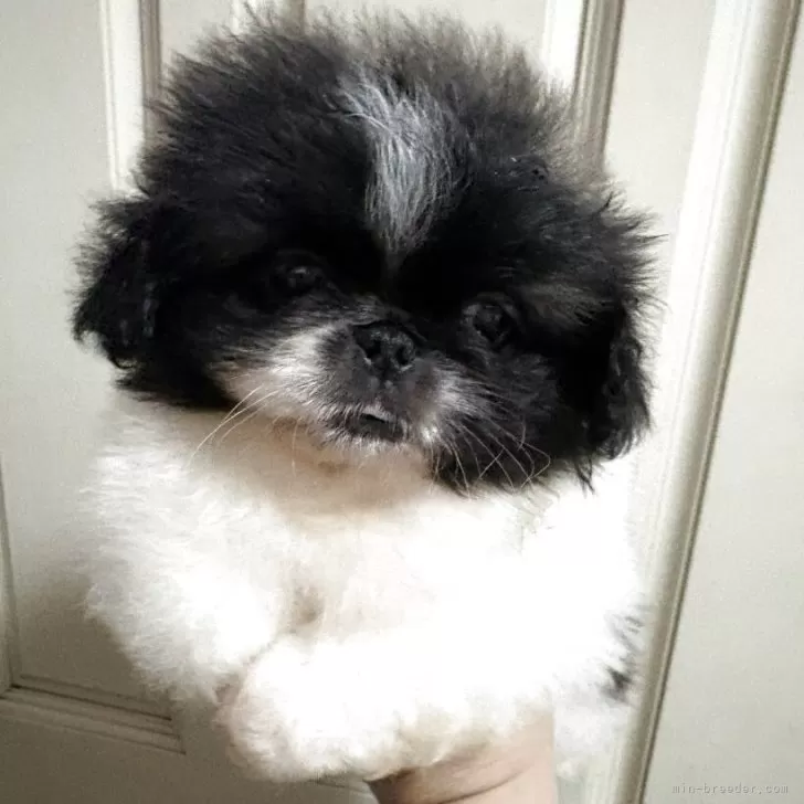 ID:2508-05134の子犬