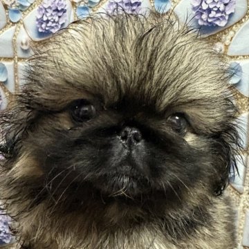 ペキニーズ【三重県・女の子・2025年4月19日・フォーン】の写真「パパ犬ソックリな女の子😆」