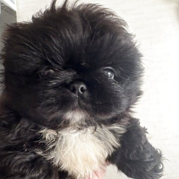 ペキニーズ【三重県・男の子・2025年9月17日・ブラック】の写真「片足ソックスが魅力的🩵」