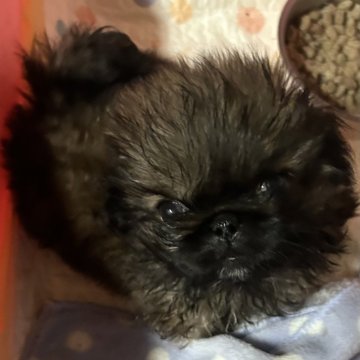 ペキニーズ【三重県・男の子・2024年9月24日・フォーン】の写真「ぱっちりオメメ、短足ぼうや🩵」