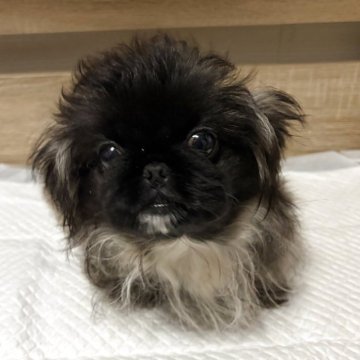 ペキニーズ【三重県・女の子・2025年7月24日・フォーン・ブラックマスク】の写真「かなり小さい女の子🩷」