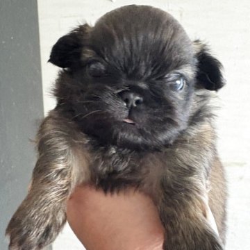 ペキニーズ【三重県・男の子・2025年10月22日・レッド・ブラックマスク】の写真「1人っ子坊や🩵」