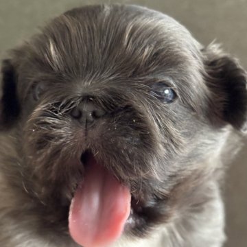 ペキニーズ【三重県・男の子・2025年10月23日・グレー&ホワイト】の写真「綺麗な色です🩵」