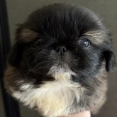 ペキニーズ