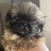 ペキニーズ