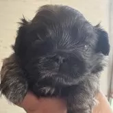 ペキニーズ【三重県・男の子・2025年10月23日・フォーン・ブラックマスク】の写真1