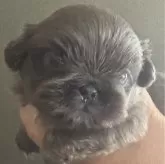 ペキニーズ