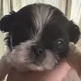 ペキニーズ