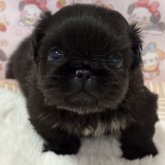 ペキニーズ