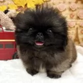 ペキニーズ