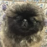 ペキニーズ